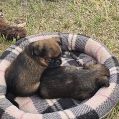 Brussels Griffon Puppies from Mad Monkey
