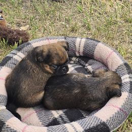 Brussels Griffon Puppies from Mad Monkey