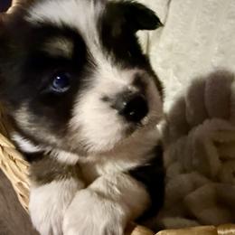 Vito - Black and white male Pomsky puppy in Wisconsin from Summer's Pomskies