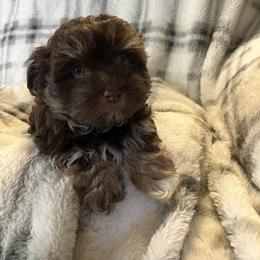 Henry - Chocolate male Havanese puppy in Starr, South Carolina from Home with Havanese