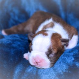 Baby Pax - Red male Boston Terrier puppy in Kingsport, Tennessee from Sleepwalker Bostons