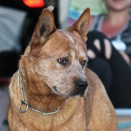 Australian Cattle Dogs from Branded Outlaw Cattle Dogs