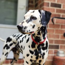 Po - Dalmatian