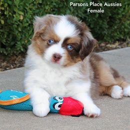 Happy girl - Red merle female Toy Australian Shepherd puppy in Chandler, Oklahoma from Parsons Place Aussies