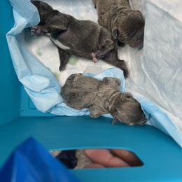 French Bulldog Puppies from Fontana Frenchies