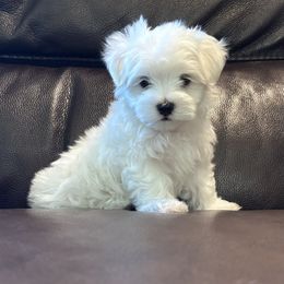 Gordon - White male Maltese puppy in Pasco, Washington from Hops-a-Lot Maltese Ranch