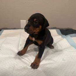 Girl 1 - Black and rust female Doberman Pinscher puppy in Elgin, Texas from New Horizons Kennels