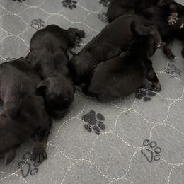 Boy 1 - Salt and pepper Miniature Schnauzer puppy in Pottstown, Pennsylvania from Bandwagon Miniature Schnauzers