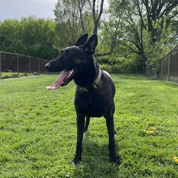 Kali - Dutch Shepherd