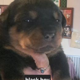 Boy 1 - Black and mahogany male Rottweiler puppy in De Witt, Iowa from Irish Eyes Kennels