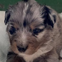 Vinnie - Blue merle male Miniature Australian Shepherd puppy in Godley, Texas from Nana and Paws Aussies