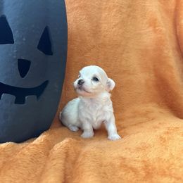 Sadie - White female Maltese puppy in Asheville, North Carolina from TCBs Glowing Maltese