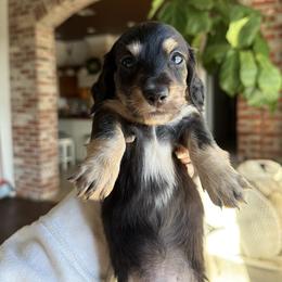 Dachshund Puppies from Bayou d’Elara Dachshunds