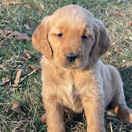 Black - Dark golden female Golden Retriever puppy in Mount Carmel, Tennessee from HS Goldens