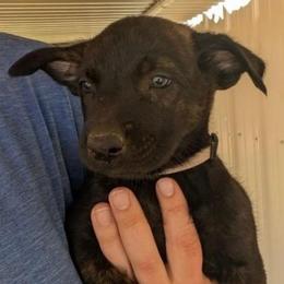 Nyx - Black brindle female Dutch Shepherd puppy in Sierra Vista, Arizona from KnightWatch K-9