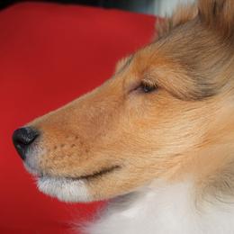 Aratone Solis - Shetland Sheepdog