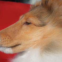 Aratone Solis - Shetland Sheepdog