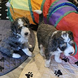 Aussiedoodle and Double Doodle Puppies from Parrish Precious Ones Texas