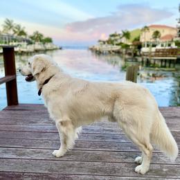 Golden Retrievers from Oklahoma’s Enchanted Goldens