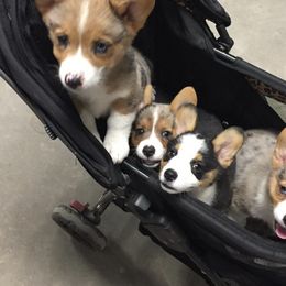 American Corgis from Sws Corgis