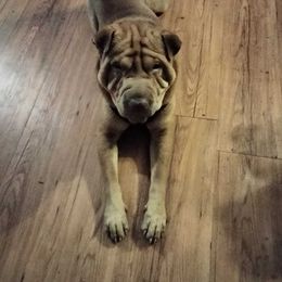 Chinese Shar-Pei from David's Chinese Shar-Pei