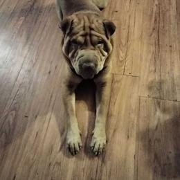Chinese Shar-Pei from David's Chinese Shar-Pei