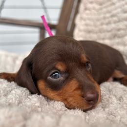 Chocolate and tan female three - Chocolate and tan female Dachshund puppy in Blackstone, Virginia from Cheyenne's Dachshunds
