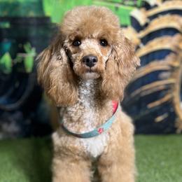 Ginger - Poodle