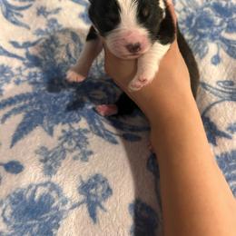 Poise - Black tri-color female Australian Shepherd puppy in Mcmillan, Michigan from Hall-N-Auss Australian shepherds