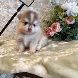 Justin - Red and white male Pomsky puppy in Bucyrus, Missouri from Hill Top Pomskies