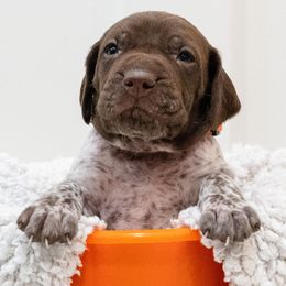 Gunner - German Shorthaired Pointer puppy from Moore Family GSPs