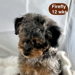 Firefly - Phantom male Poodle puppy in Henderson, Nevada from P3Puppies