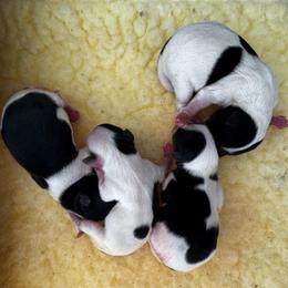 Girl 4 - Black tan and white female Biewer Terrier puppy in Kerhonkson, New York from Arc-en-Ciel Biewers & Maltese