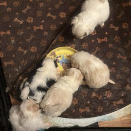 Japanese Chin puppies from Almost Heaven