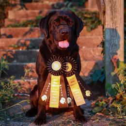 Rip - Labrador Retriever