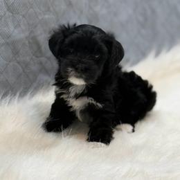 Evie - Black and white female Companion Cross puppy in Lancaster, South Carolina from 3 Bs Havanese-PUPPIES with  PURPOSE