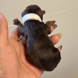 White - Chocolate and tan male Yorkshire Terrier puppy in Selden, New York from Alisha's Yorkshire Terriers