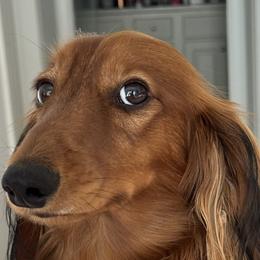 Sky - Dachshund