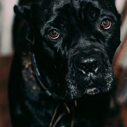 Cane Corso from Family Corso Kennels