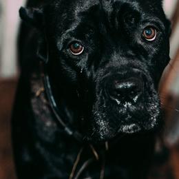 Cane Corso from Family Corso Kennels