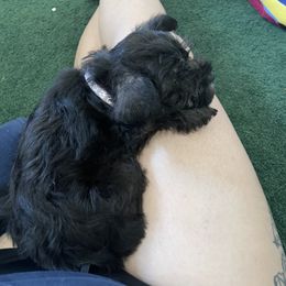 Miniature Schnauzer Puppies from Mini Schnauzers for Life