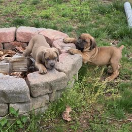 Cane Corso Puppies from Gina Dash