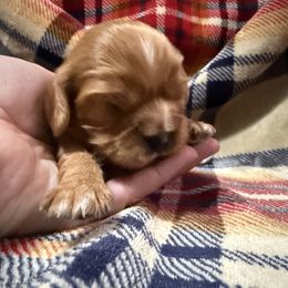 Big Red - Ruby female Cavalier King Charles Spaniel puppy in Gardner, Kansas from Pretty Prairie Cavaliers