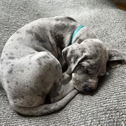 Great Dane Puppies from Split Rock Danes