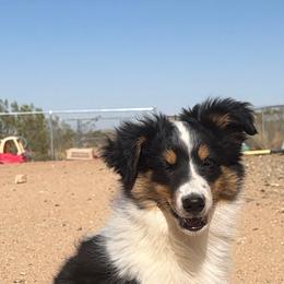 Donkey - Black and tan male Companion Cross puppy in Yucca Valley, California from Oasis Companion Canines