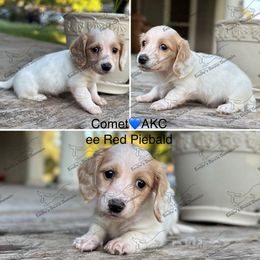 Comet - Piebald male Dachshund puppy in Gatesville, Texas from Emily’s Doxie Domain