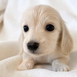 Simon - Cream male Dachshund puppy in Sebring, Florida from Mini Weenies