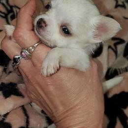 Boy 1 - Fawn and white male Chihuahua puppy in Oklahoma City, Oklahoma from Teacup Chihuahuas and Friends