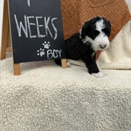 Light Blue - Black and white male Sheepadoodle puppy in Whittier, California from HOUSE OF DOODLES