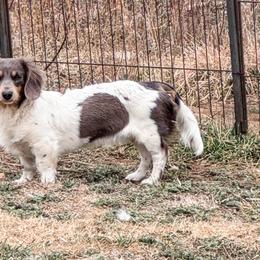 Boone - Dachshund